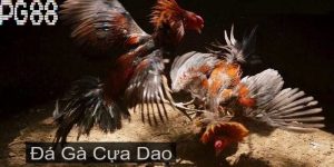 Đá gà cựa dao