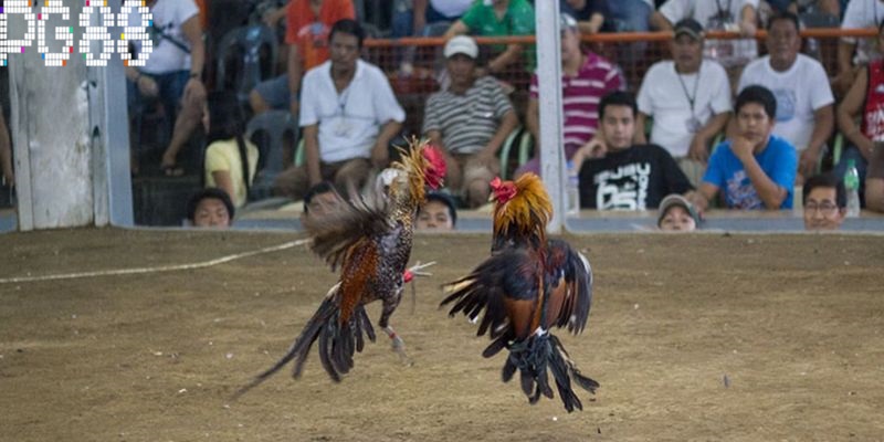 Bí quyết chơi luôn thắng